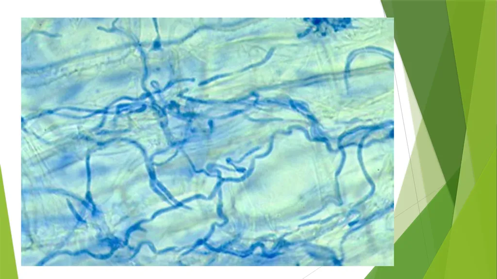 The Role of Plant Biology in Agribusiness. Level 2 - slide 52 of 83