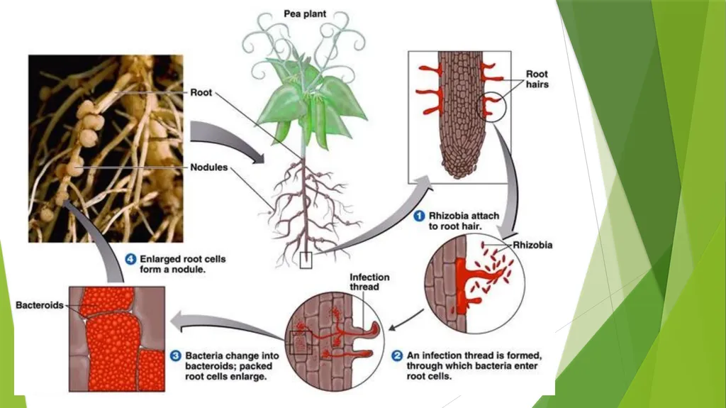 The Role of Plant Biology in Agribusiness. Level 2 - slide 63 of 83