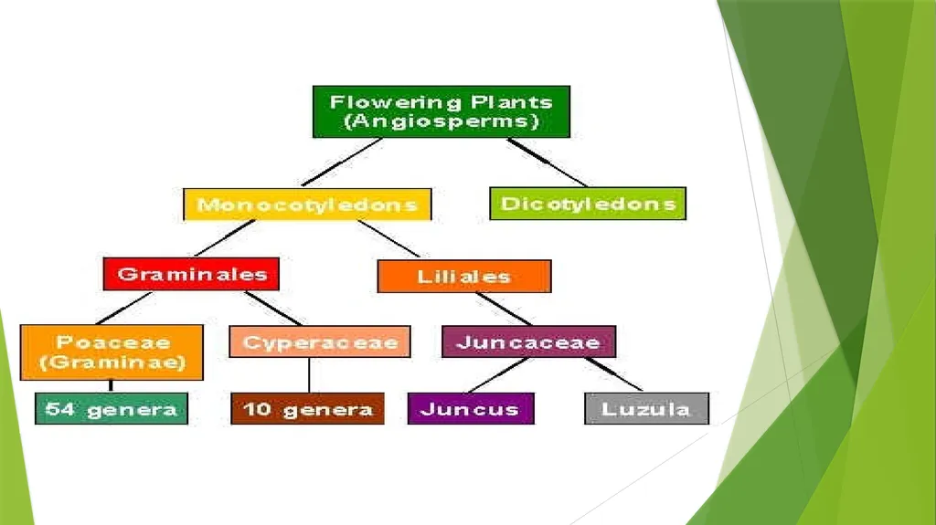 The Role of Plant Biology in Agribusiness. Level 2 - slide 9 of 83