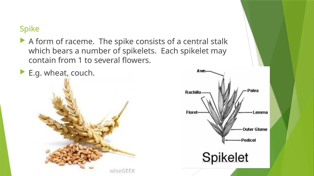 The Role of Plant Biology in Agribusiness. Level 2 - slide 75 of 83