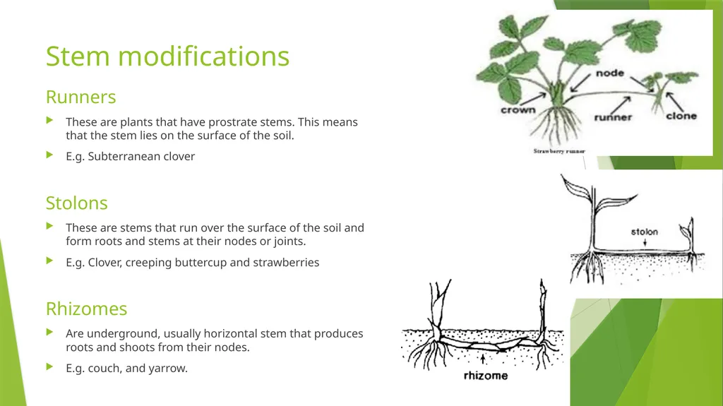 The Role of Plant Biology in Agribusiness. Level 2 - slide 66 of 83