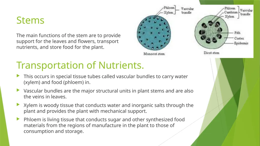 The Role of Plant Biology in Agribusiness. Level 2 - slide 64 of 83