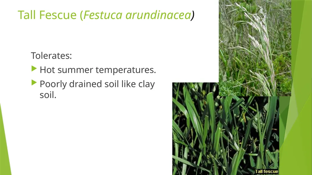 The Role of Plant Biology in Agribusiness. Level 2 - slide 28 of 83