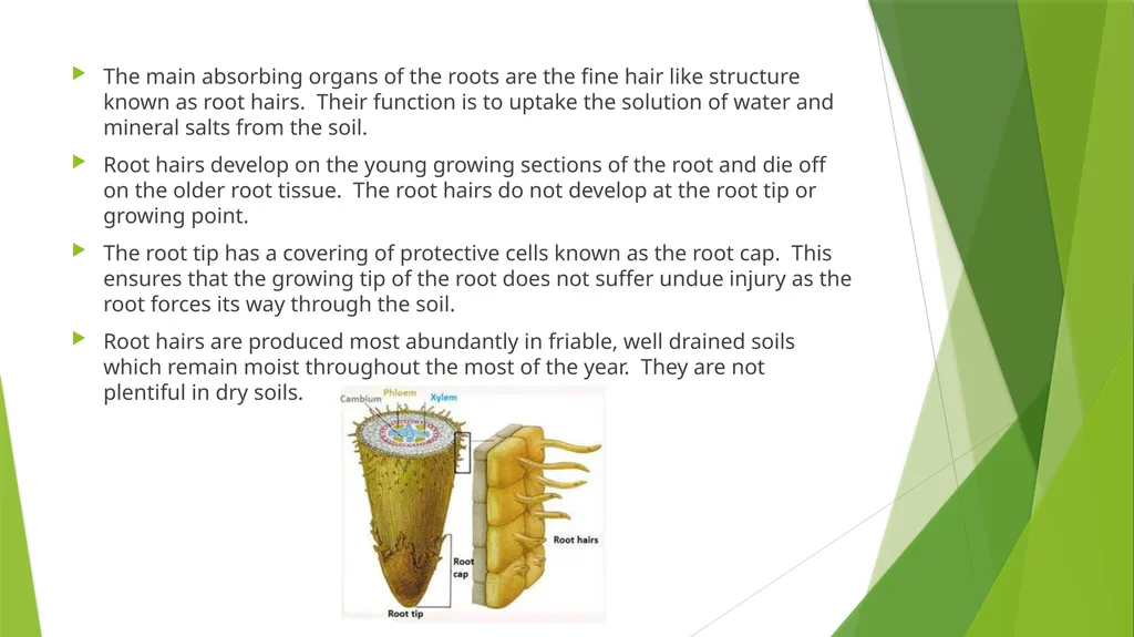 The Role of Plant Biology in Agribusiness. Level 2 - slide 59 of 83