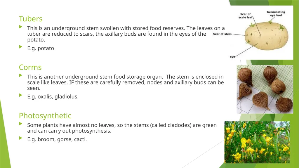 The Role of Plant Biology in Agribusiness. Level 2 - slide 67 of 83