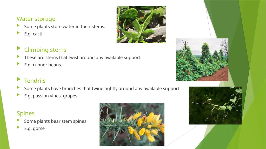 The Role of Plant Biology in Agribusiness. Level 2 - slide 68 of 83