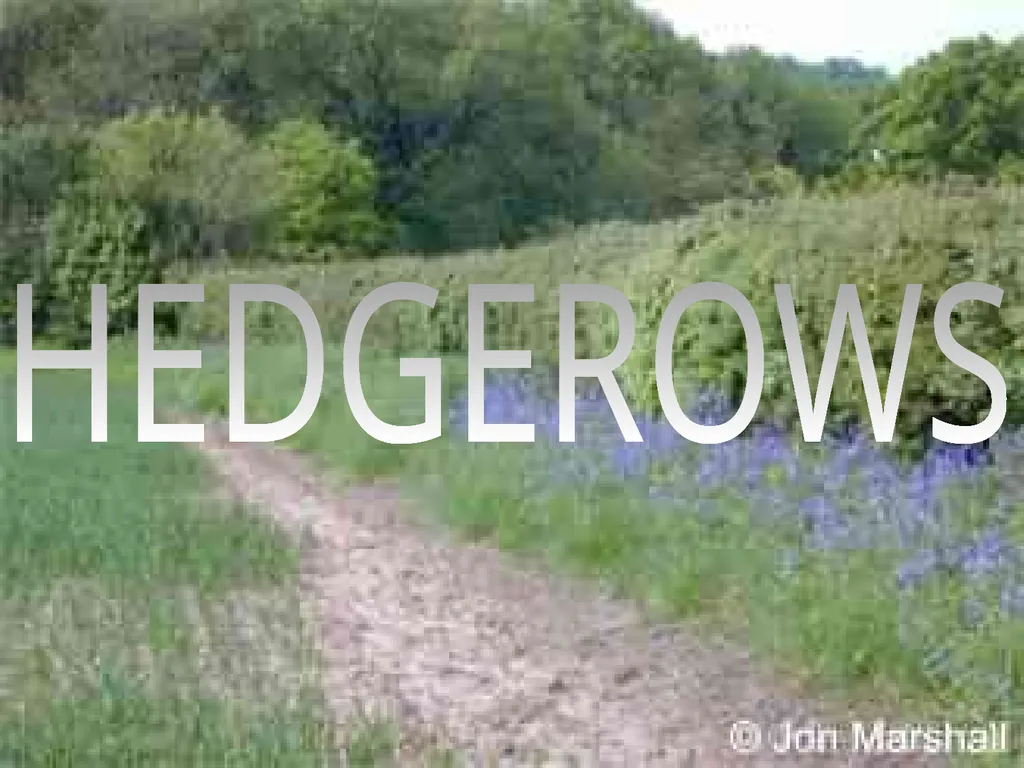 Aims: Learn about hedgerows and monocultures from - slide 8 of 14