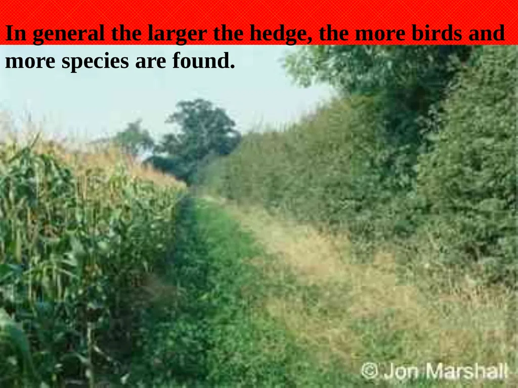 Aims: Learn about hedgerows and monocultures from - slide 13 of 14