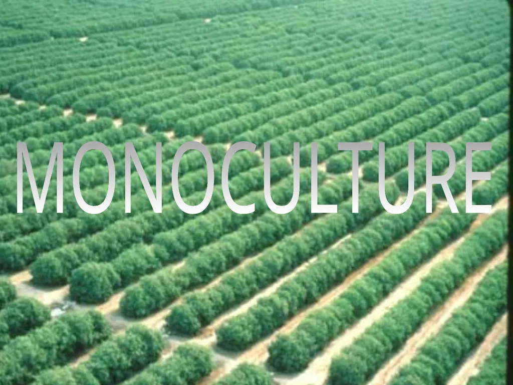 Aims: Learn about hedgerows and monocultures from - slide 2 of 14