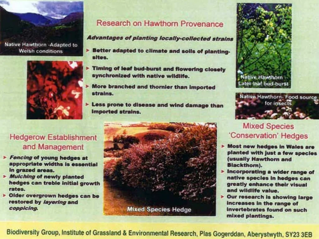 Aims: Learn about hedgerows and monocultures from - slide 12 of 14