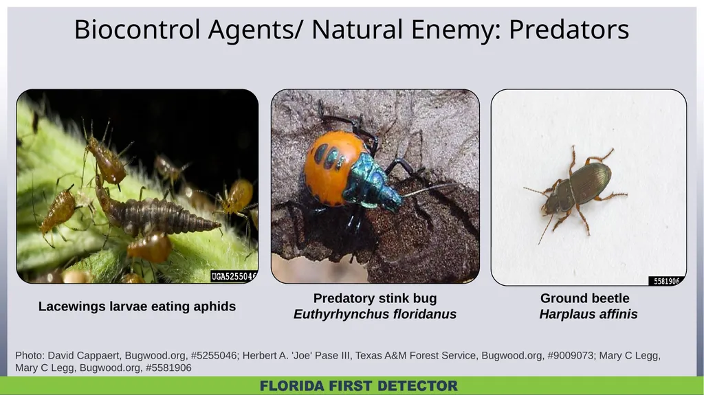 Biological Controls Biological control – - slide 4 of 21