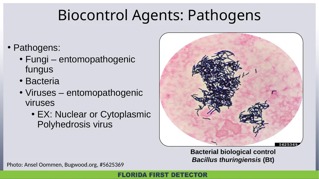 Biological Controls Biological control – - slide 7 of 21