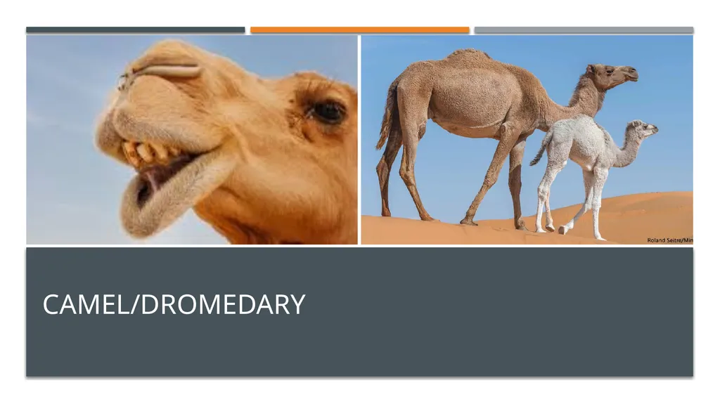 Even-toed ungulates (Suina & Ruminantia) by Mark - slide 17 of 27