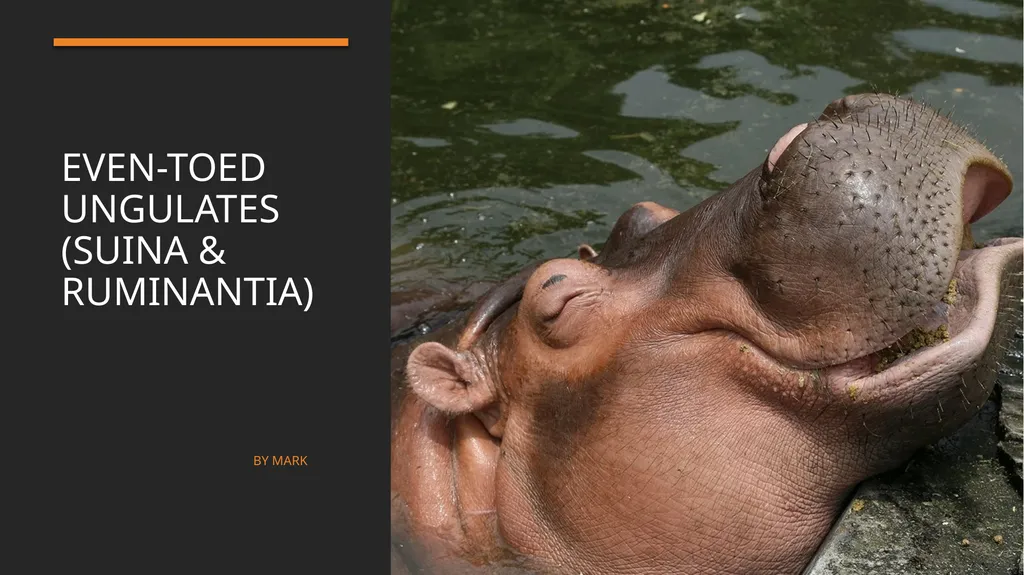 Even-toed ungulates (Suina & Ruminantia) by Mark - slide 1 of 27