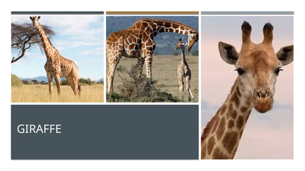Even-toed ungulates (Suina & Ruminantia) by Mark - slide 26 of 27
