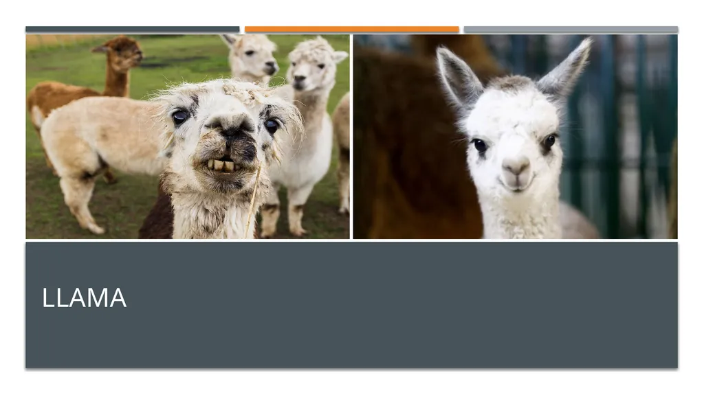 Even-toed ungulates (Suina & Ruminantia) by Mark - slide 13 of 27