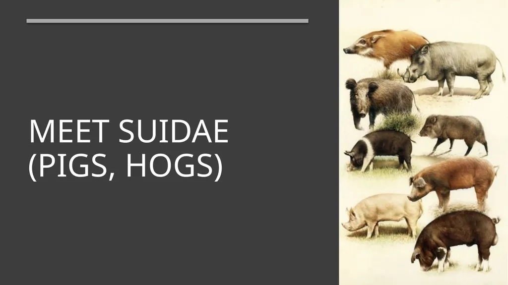 Even-toed ungulates (Suina & Ruminantia) by Mark - slide 4 of 27