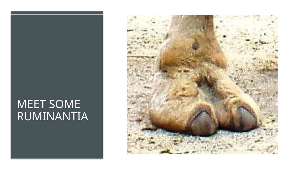 Even-toed ungulates (Suina & Ruminantia) by Mark - slide 12 of 27