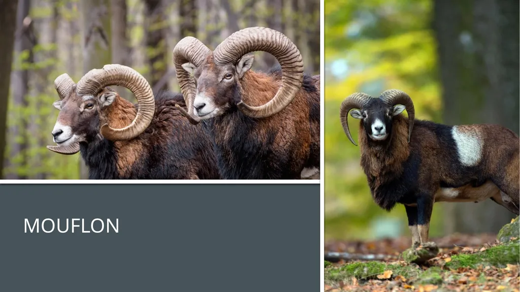 Even-toed ungulates (Suina & Ruminantia) by Mark - slide 21 of 27