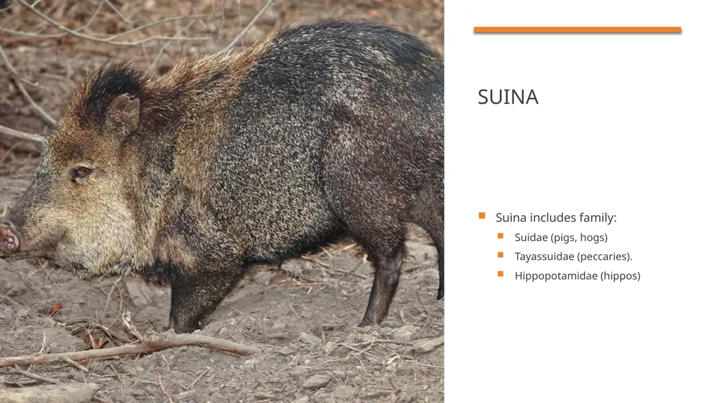 Even-toed ungulates (Suina & Ruminantia) by Mark - slide 3 of 27