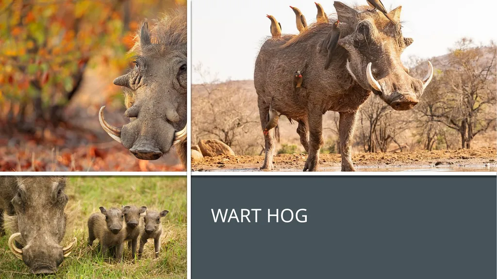 Even-toed ungulates (Suina & Ruminantia) by Mark - slide 7 of 27