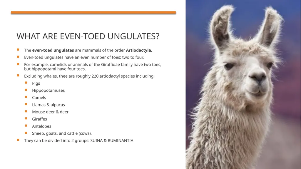 Even-toed ungulates (Suina & Ruminantia) by Mark - slide 2 of 27