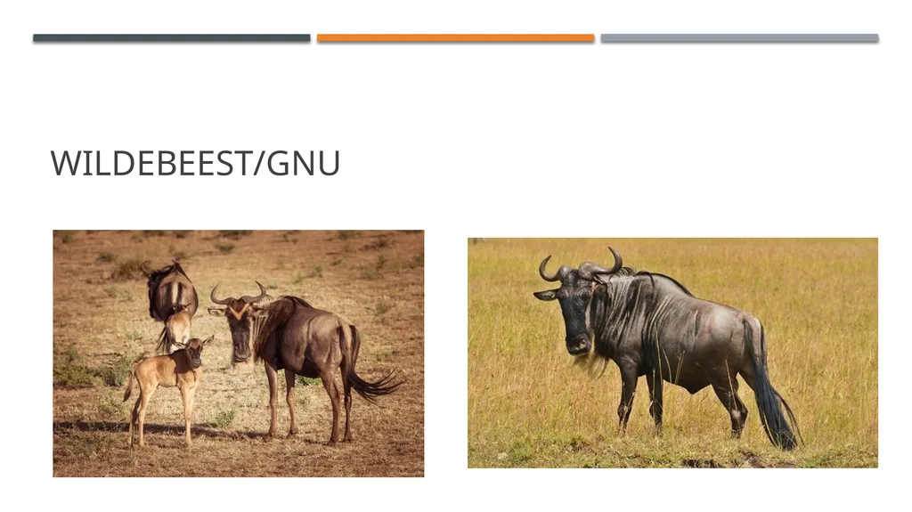 Even-toed ungulates (Suina & Ruminantia) by Mark - slide 16 of 27