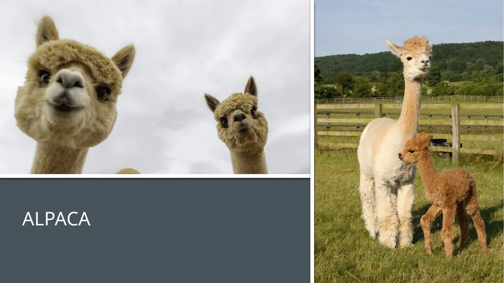 Even-toed ungulates (Suina & Ruminantia) by Mark - slide 14 of 27