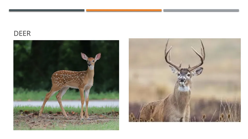 Even-toed ungulates (Suina & Ruminantia) by Mark - slide 22 of 27
