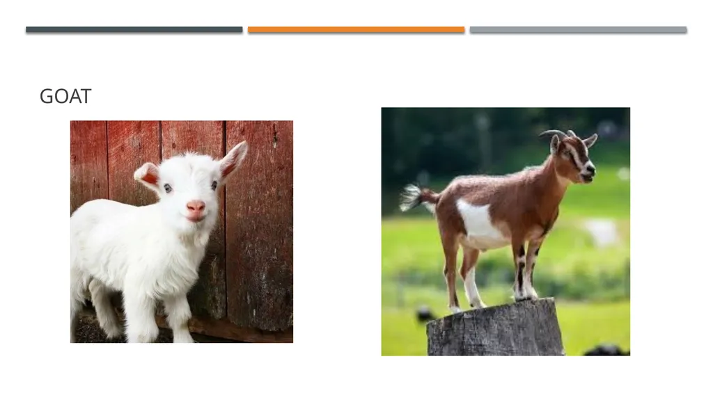 Even-toed ungulates (Suina & Ruminantia) by Mark - slide 20 of 27