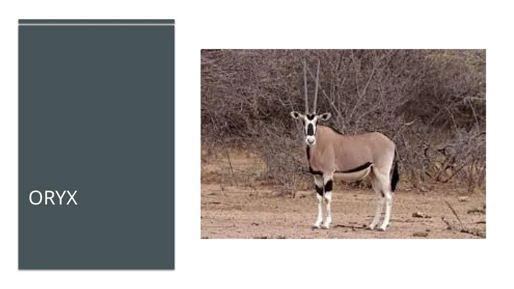 Even-toed ungulates (Suina & Ruminantia) by Mark - slide 25 of 27