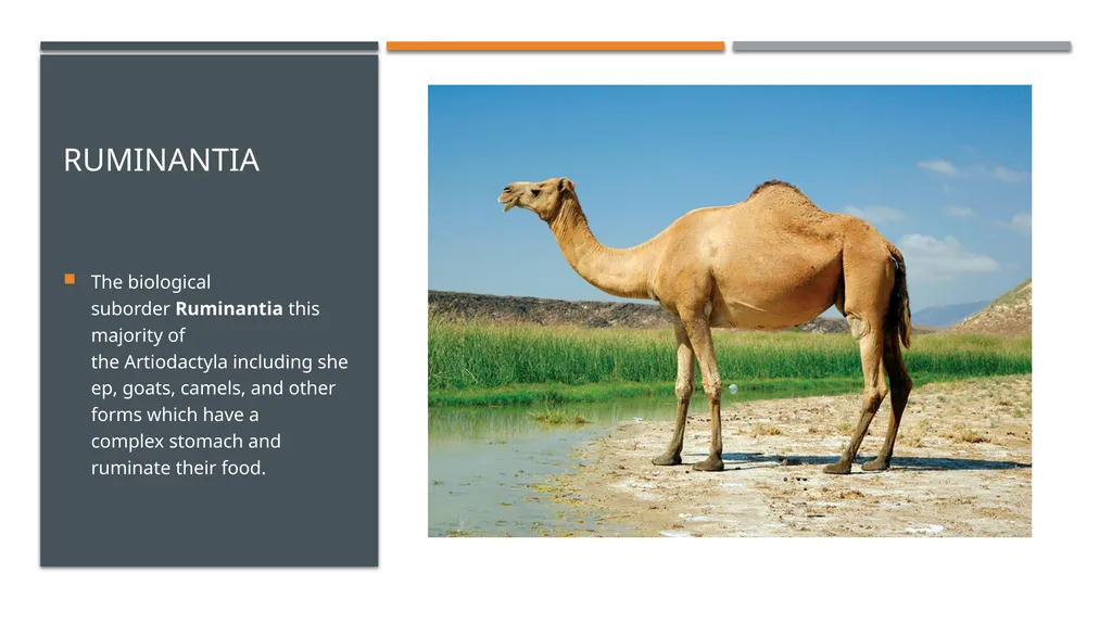 Even-toed ungulates (Suina & Ruminantia) by Mark - slide 11 of 27