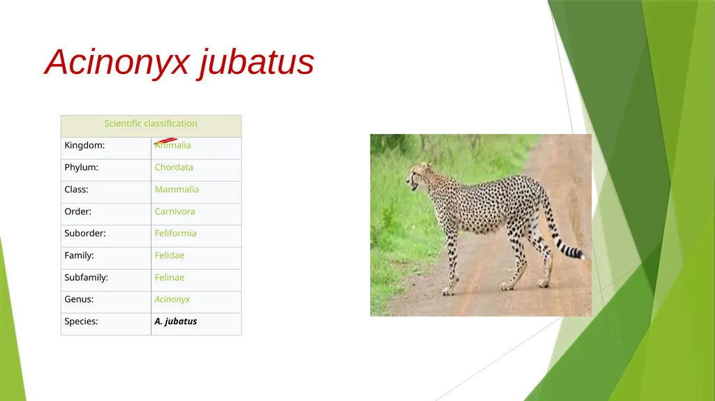 CURSORIAL ADAPTATIONS Acinonyx jubatus Cheetah - slide 2 of 12