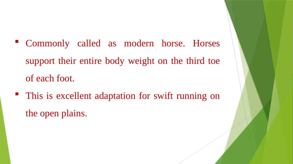 CURSORIAL ADAPTATIONS Acinonyx jubatus Cheetah - slide 7 of 12