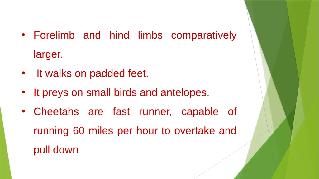 CURSORIAL ADAPTATIONS Acinonyx jubatus Cheetah - slide 4 of 12