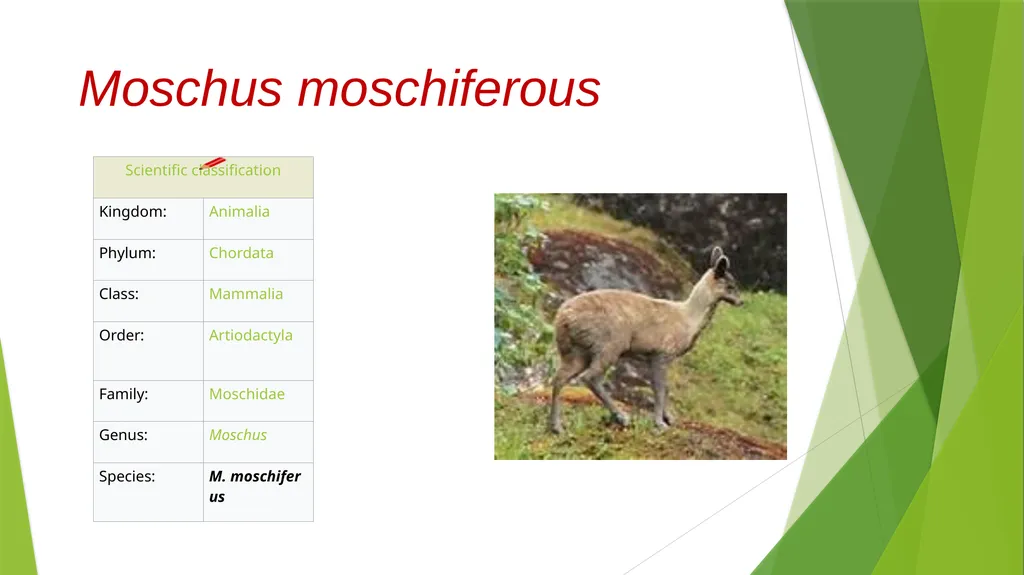 CURSORIAL ADAPTATIONS Acinonyx jubatus Cheetah - slide 9 of 12