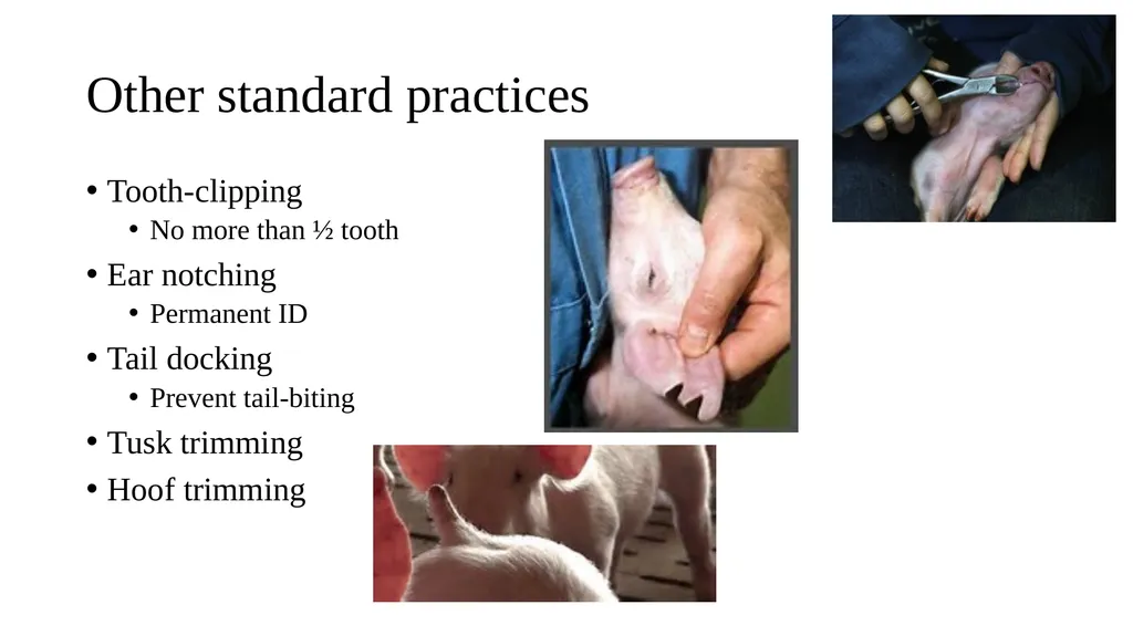 Swine module husbandry and training module Adapted - slide 23 of 29