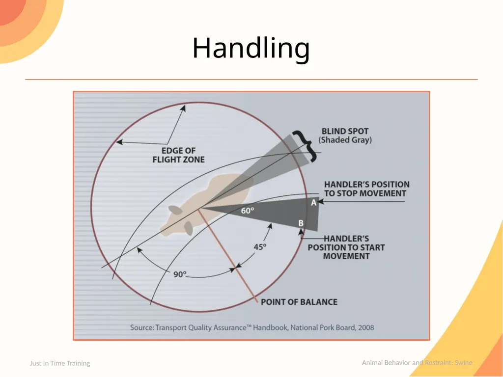 Animal Behavior & Restraint Swine Behavior Just In - slide 6 of 18