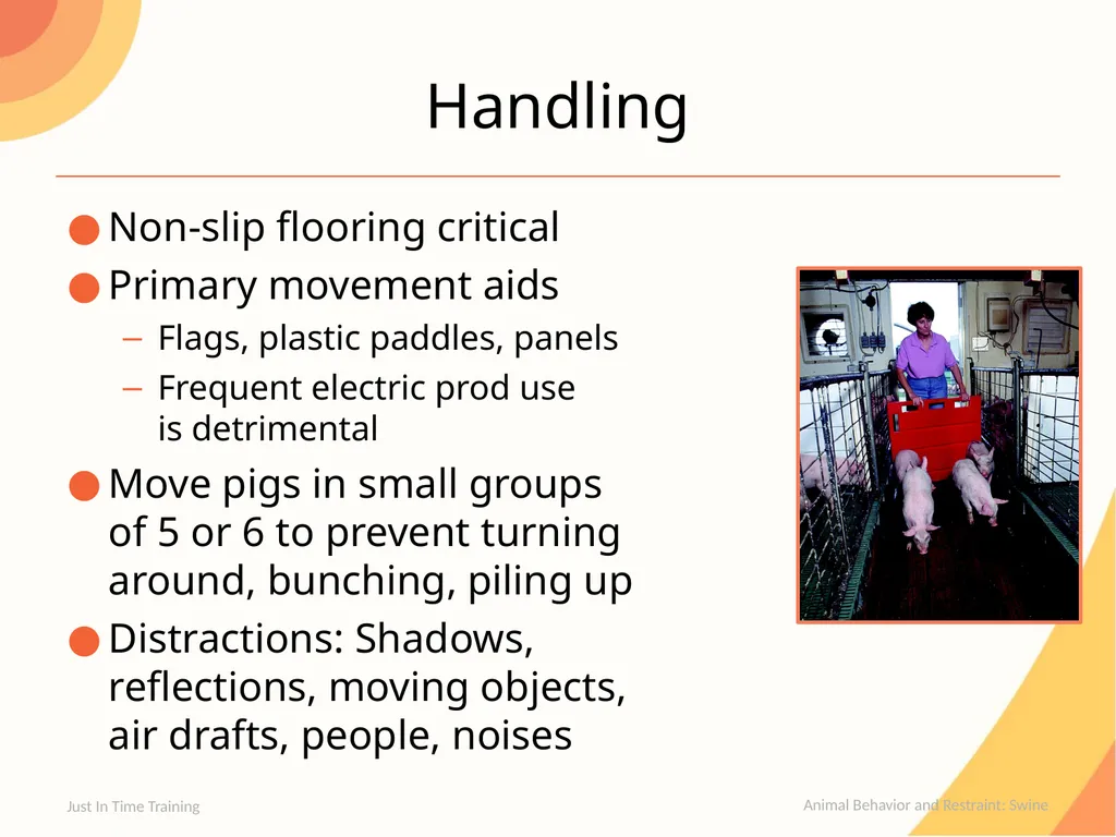 Animal Behavior & Restraint Swine Behavior Just In - slide 7 of 18
