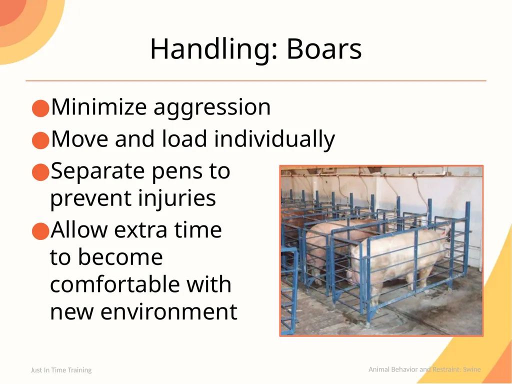 Animal Behavior & Restraint Swine Behavior Just In - slide 11 of 18