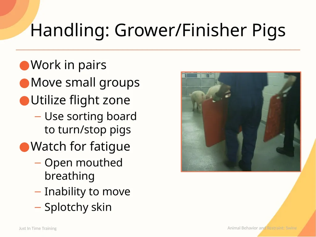 Animal Behavior & Restraint Swine Behavior Just In - slide 9 of 18
