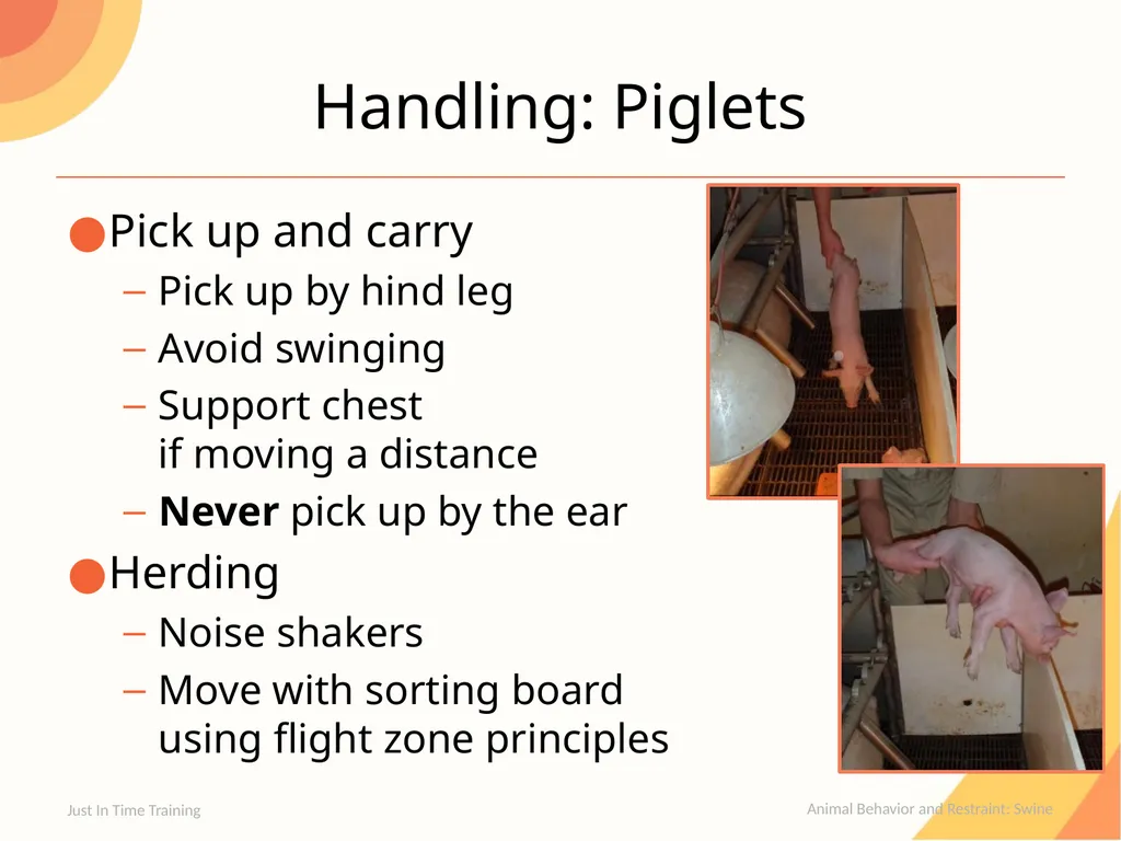Animal Behavior & Restraint Swine Behavior Just In - slide 8 of 18