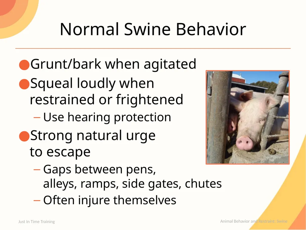 Animal Behavior & Restraint Swine Behavior Just In - slide 4 of 18