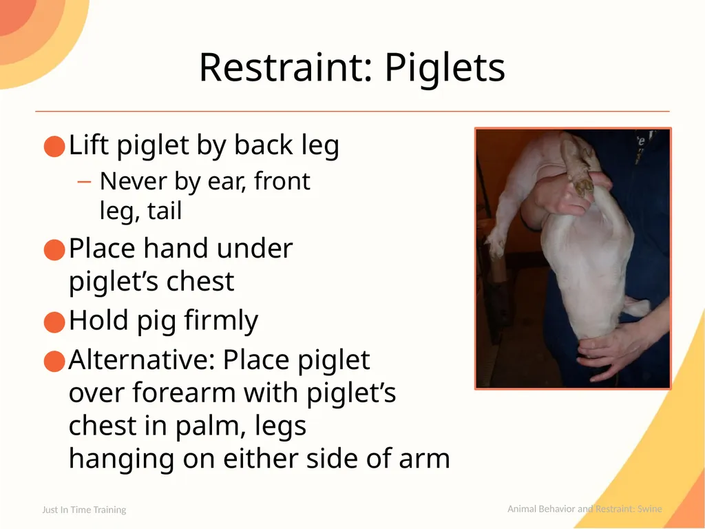 Animal Behavior & Restraint Swine Behavior Just In - slide 14 of 18