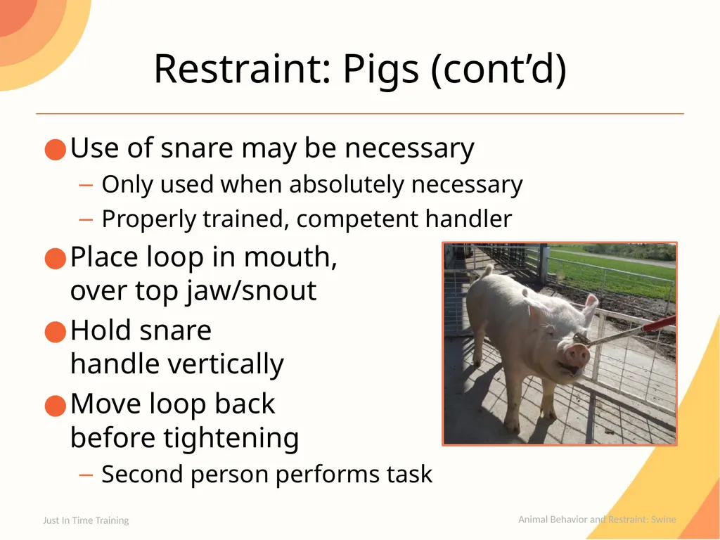 Animal Behavior & Restraint Swine Behavior Just In - slide 16 of 18