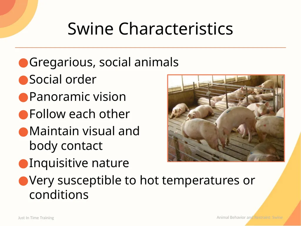 Animal Behavior & Restraint Swine Behavior Just In - slide 3 of 18