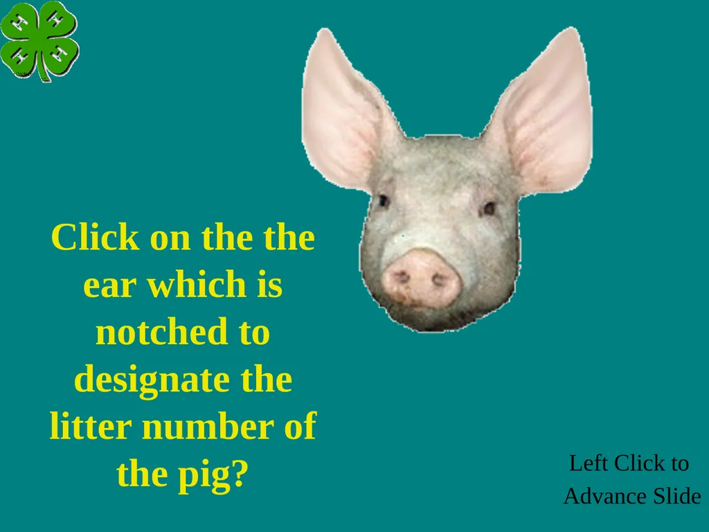 Swine Skillathon Practice Left Click to Advance - slide 107 of 123