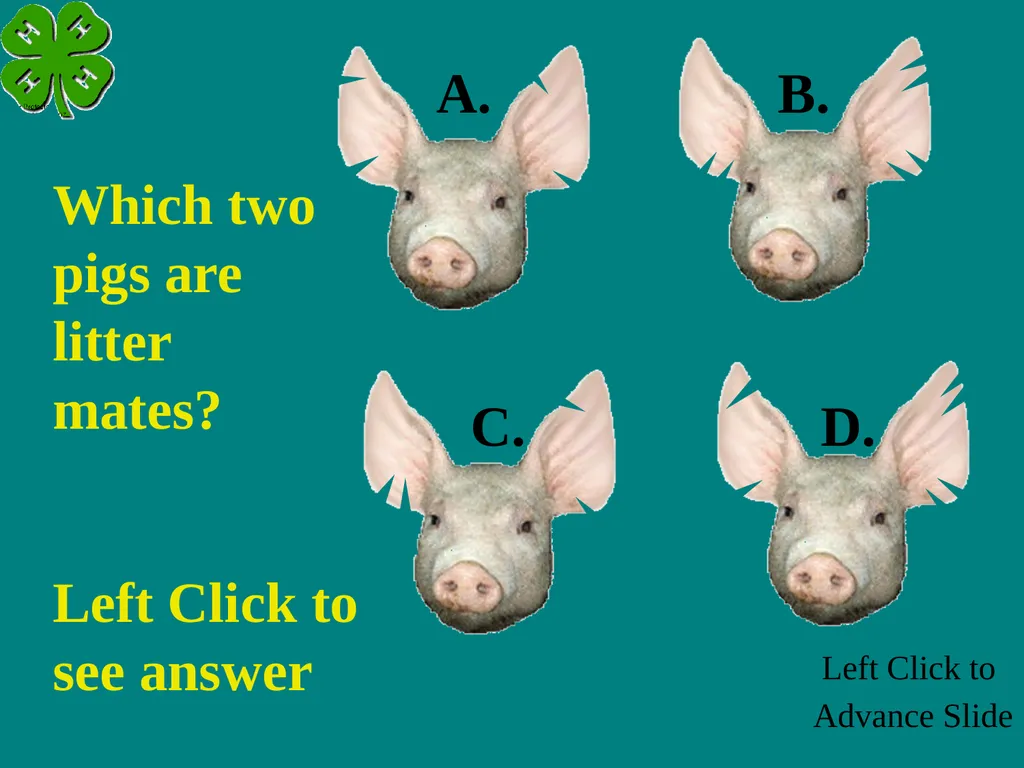 Swine Skillathon Practice Left Click to Advance - slide 117 of 123