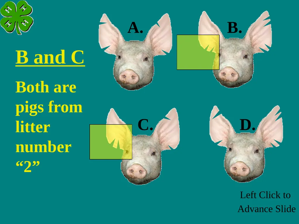 Swine Skillathon Practice Left Click to Advance - slide 118 of 123