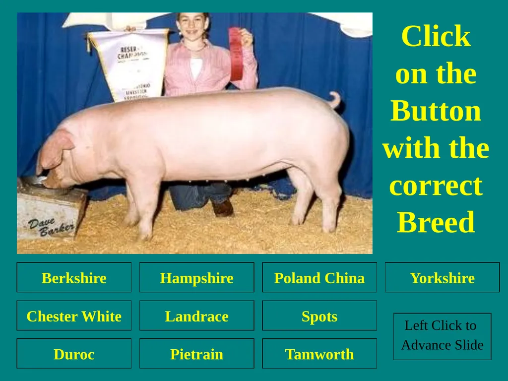 Swine Skillathon Practice Left Click to Advance - slide 13 of 123